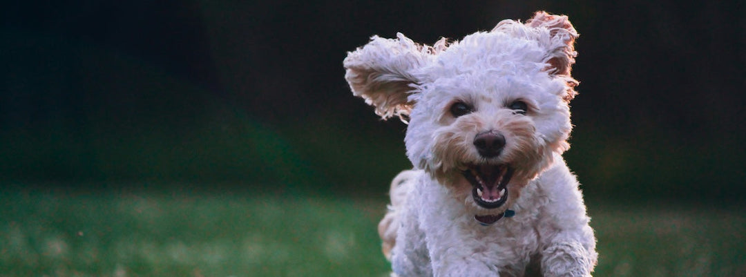 bouillon d’os chien