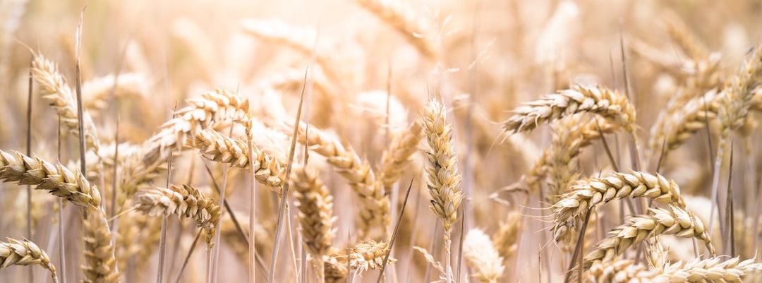 Santé intestinale : pourquoi chacun peut profiter d’une alimentation réduite en gluten