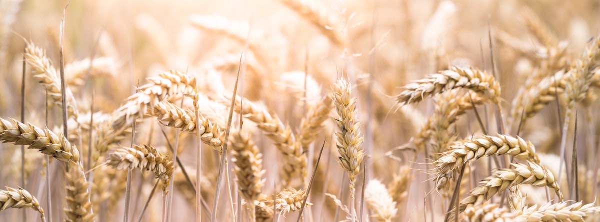 Santé intestinale : pourquoi chacun peut profiter d’une alimentation réduite en gluten
