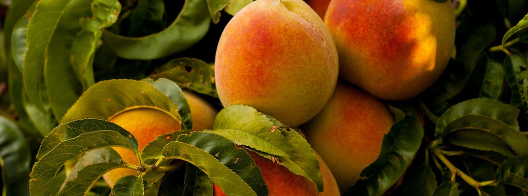 Vitamine C pour renforcer le système immunitaire